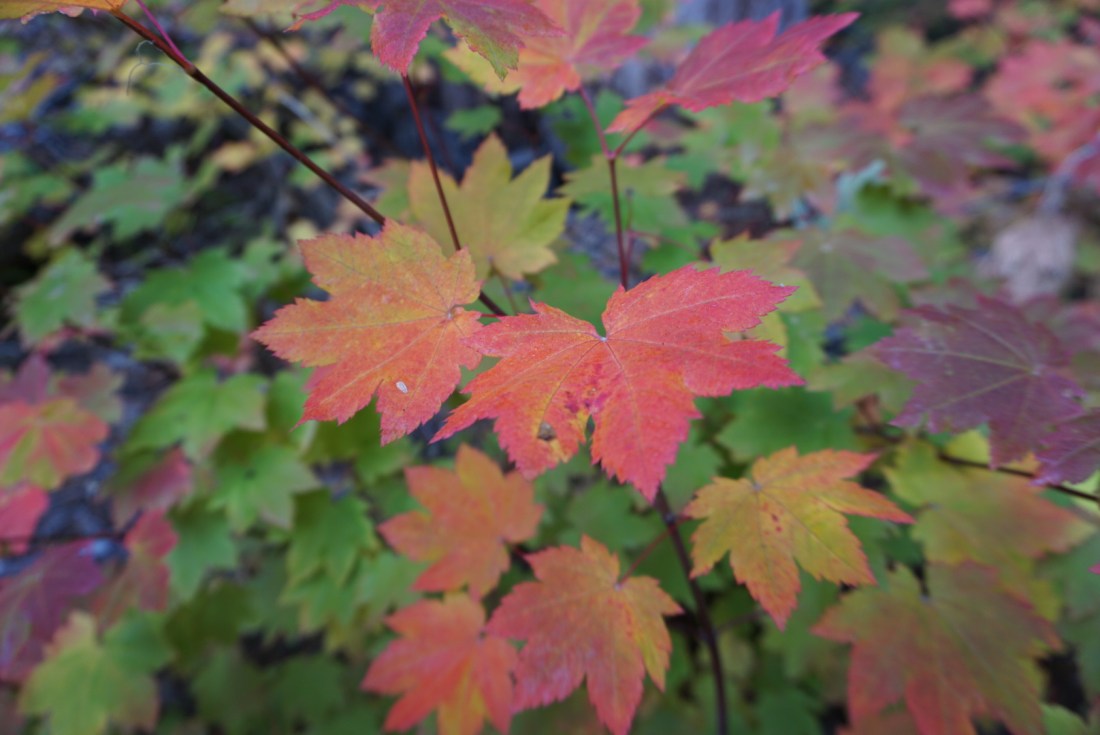 1137083B-C2B4-4D7C-A216-10D912484062